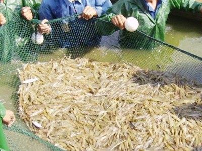 现货供应小虾苗溧阳虾苗淡水养殖龙虾苗对虾苗 青虾苗基围虾苗图4