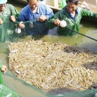 现货供应小虾苗溧阳虾苗淡水养殖龙虾苗对虾苗 青虾苗基围虾苗