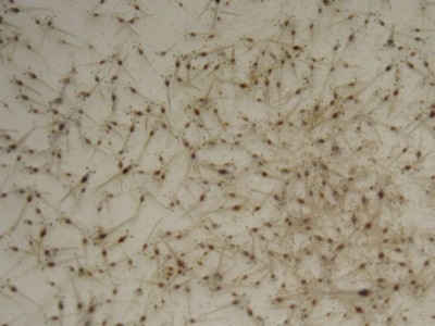 小虾苗 溧阳虾苗淡水养殖龙虾苗对虾苗 青虾苗基围虾苗图4