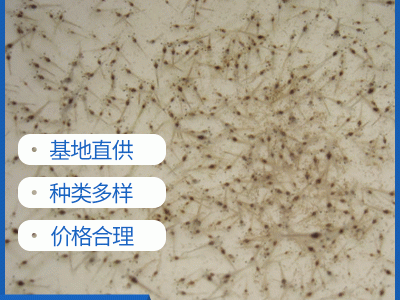 小虾苗 溧阳虾苗淡水养殖龙虾苗对虾苗 青虾苗基围虾苗图3