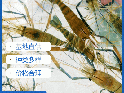 虞晓付虾苗活体小对虾苗 淡水养殖龙虾苗对虾苗 青虾苗基围虾苗图2
