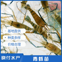 虞晓付虾苗活体小对虾苗 淡水养殖龙虾苗对虾苗 青虾苗基围虾苗