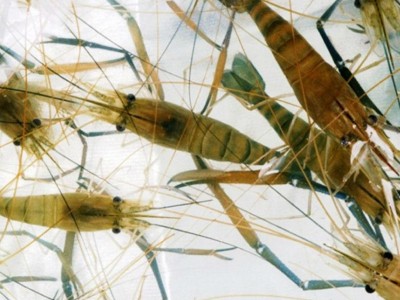 虞晓付虾苗活体小对虾苗 淡水养殖龙虾苗对虾苗 青虾苗基围虾苗图5