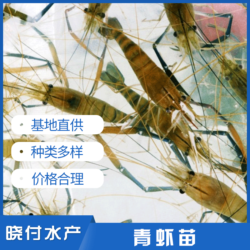 青虾苗,虞晓付虾苗主图