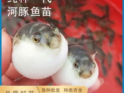 渔场直售易养殖可食用河豚鱼苗淡水鱼活体健康清水冷水鱼活体批发图2