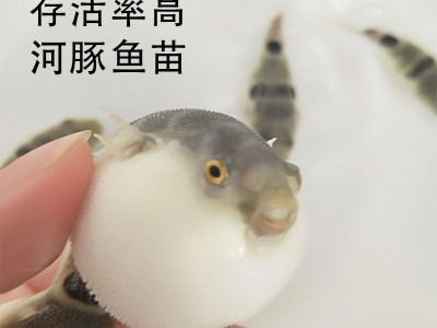 渔场直售易养殖可食用河豚鱼苗淡水鱼活体健康清水冷水鱼活体批发图5