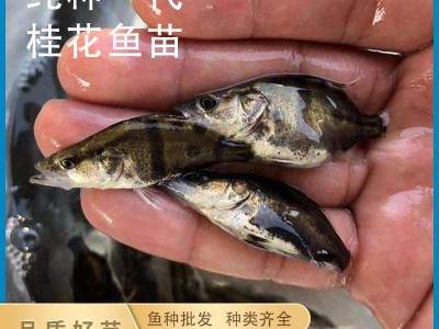 苗场直销优质桂花鱼苗 桂鱼鳜鱼易养殖季花鱼活体全国批发淡水苗图2