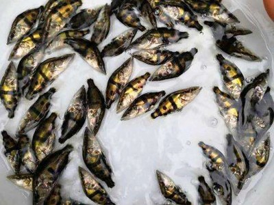苗场直销优质桂花鱼苗 桂鱼鳜鱼易养殖季花鱼活体全国批发淡水苗图3
