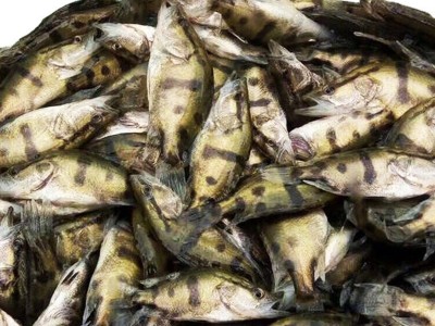 苗场直销优质桂花鱼苗 桂鱼鳜鱼易养殖季花鱼活体全国批发淡水苗图5