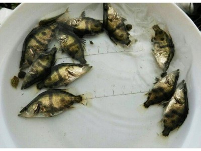 苗场直销优质桂花鱼苗 桂鱼鳜鱼易养殖季花鱼活体全国批发淡水苗图4