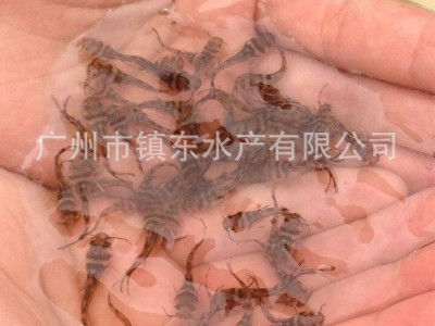 渔厂直供黄骨鱼鱼苗黄丫角鱼苗黄辣丁鱼苗淡水养殖可食用活体批发图5