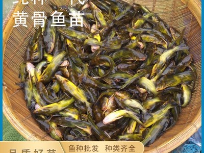 渔厂直供黄骨鱼鱼苗黄丫角鱼苗黄辣丁鱼苗淡水养殖可食用活体批发图2