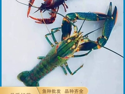 渔场批发优质澳洲淡水小龙虾苗 冷水淡水养殖存活率高小虾苗水产图4