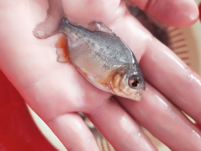 苗场直销优质白鲳鱼苗淡水鱼苗批发活体 存活率高鲜活易养殖批发图2