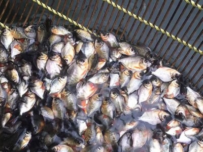 苗场直销优质白鲳鱼苗淡水鱼苗批发活体 存活率高鲜活易养殖批发图3