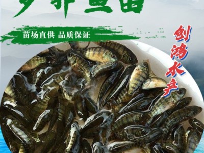 【2023年新苗】高雄性罗非鱼苗 新吉富罗非鱼苗 罗非水花供应图3