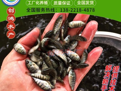 【2023年新苗】高雄性罗非鱼苗 新吉富罗非鱼苗 罗非水花供应图5