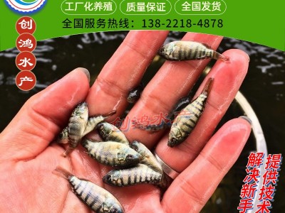 【2023年新苗】高雄性罗非鱼苗 新吉富罗非鱼苗 罗非水花供应图4