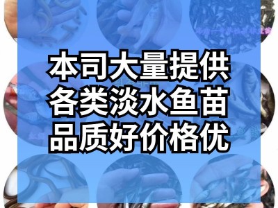 【2023年新苗】澳洲淡水小龙虾苗 蓝色澳虾苗 观赏鱼 淡水龙虾苗图5