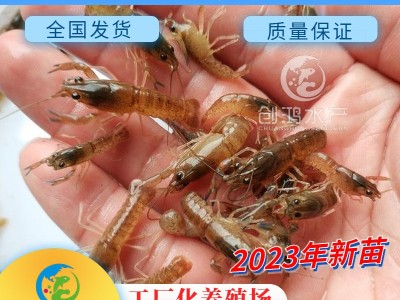 【2023年新苗】澳洲淡水小龙虾苗 蓝色澳虾苗 观赏鱼 淡水龙虾苗图2