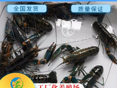 【2023年新苗】澳洲淡水小龙虾苗 蓝色澳虾苗 观赏鱼 淡水龙虾苗图3