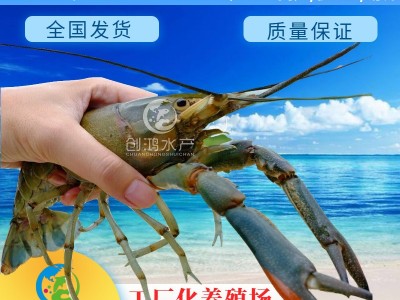 【2023年新苗】澳洲淡水小龙虾苗 蓝色澳虾苗 观赏鱼 淡水龙虾苗图4