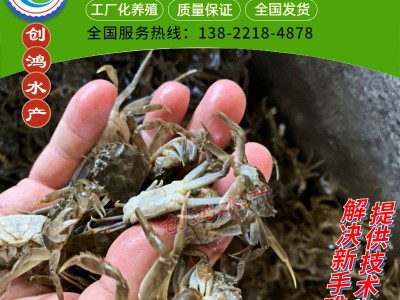 2023新苗 大闸蟹苗 中华绒螯蟹苗 淡水养殖 养殖包销 稻田养殖图5