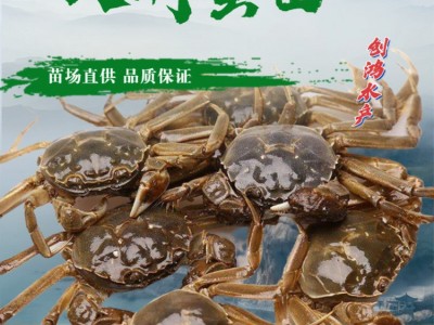 2023新苗 大闸蟹苗 中华绒螯蟹苗 淡水养殖 养殖包销 稻田养殖图2