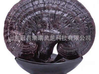 冠县灵芝厂家批发泰山赤灵芝 紫灵芝 黑灵芝 山东灵芝 康瑞黑灵芝图2