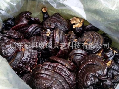 冠县灵芝厂家批发泰山赤灵芝 紫灵芝 黑灵芝 山东灵芝 康瑞黑灵芝图5