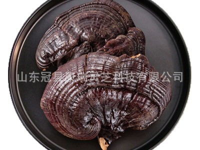 冠县灵芝厂家批发泰山赤灵芝 紫灵芝 黑灵芝 山东灵芝 康瑞黑灵芝图3