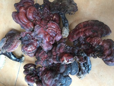 野生灵芝 大别山野生灵芝 霍山灵芝 野生赤灵芝 大别山野生灵芝图2