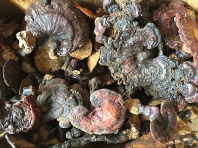 野生灵芝 大别山野生灵芝 霍山灵芝 野生赤灵芝 大别山野生灵芝图4