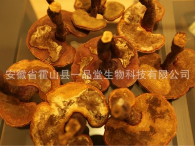 供应椴木赤灵芝、椴木灵芝、霍山灵芝、大别山灵芝图3