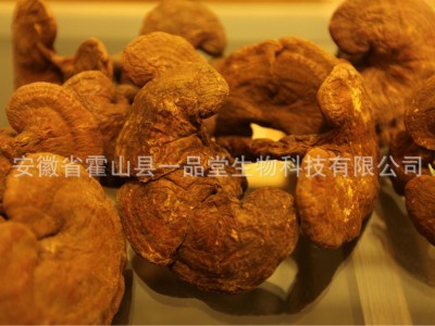 供应椴木赤灵芝、椴木灵芝、霍山灵芝、大别山灵芝图2