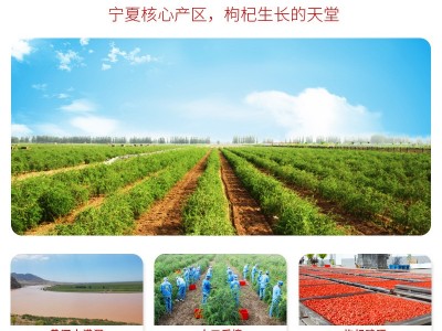 头茬新货红枸杞批发枸杞子宁夏特产250克袋装包装大颗粒泡茶图4