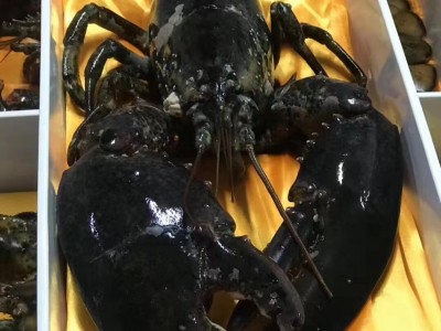 加拿大生冻冰鲜波士顿龙虾大龙虾 特大波龙奥龙3斤左右/只 礼盒装图2