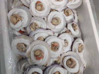 蒜蓉粉丝扇贝300g 冷冻即食蒸扇贝粉丝贝6个装 贝克直径8-9cm图4