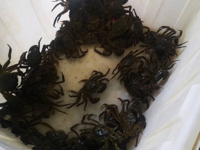 【蟹塘直供】大闸蟹鲜活螃蟹现货现捕六月黄批发兴化河蟹海鲜代发图3