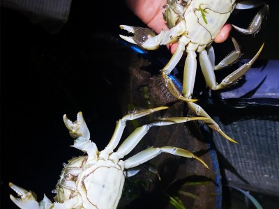 【一斤装1.6-1.9两】鲜活大闸蟹现货螃蟹河蟹六月黄河蟹 批发代发图4