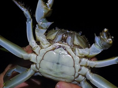 【一斤装1.6-1.9两】鲜活大闸蟹现货螃蟹河蟹六月黄河蟹 批发代发图3