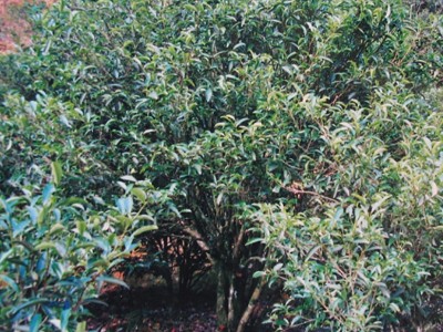 单枞茶清香凤凰单枞茶散装 潮州凤凰单丛茶雪片大乌叶茶叶鸭屎香图3