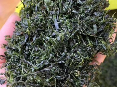 小叶苦丁茶 嫩芽2023年新茶青山绿水 散装茶叶产地批发图5