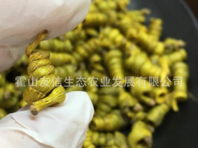 厂家批发霍山米斛枫斗6年铁皮鲜条石斛原产地直发自产自销霍山斛图3