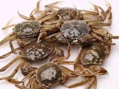 抢全母大闸蟹鲜活活体一元蟹二元蟹0.5- 4.5两小螃蟹三元蟹河蟹毛图4