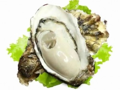 顺丰包邮乳山生蚝新鲜乳山带壳牡蛎特大肥海蛎子海鲜贝类水产批发图5