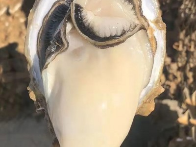 顺丰包邮乳山生蚝新鲜乳山带壳牡蛎特大肥海蛎子海鲜贝类水产批发图3