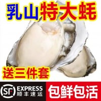 顺丰包邮乳山生蚝新鲜乳山带壳牡蛎特大肥海蛎子海鲜贝类水产批发