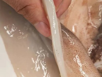 新鲜速冻单冻【白鱿鱼片】鱿鱼身鱿鱼筒隆云鱿鱼尾 烧烤食材海鲜图5