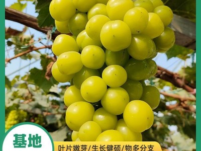 青提无籽葡萄当年结果水果树苗 阳光玫瑰葡萄苗图1